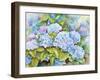 A Cluster of Hydrangeas-Joanne Porter-Framed Giclee Print