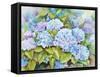 A Cluster of Hydrangeas-Joanne Porter-Framed Stretched Canvas