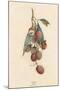 A Cluster of Lychee Fruit - China-A Richard-Mounted Art Print