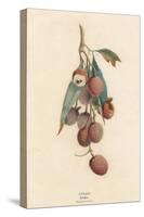 A Cluster of Lychee Fruit - China-A Richard-Stretched Canvas
