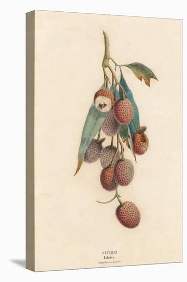 A Cluster of Lychee Fruit - China-A Richard-Stretched Canvas