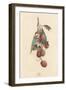 A Cluster of Lychee Fruit - China-A Richard-Framed Premium Giclee Print