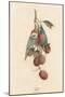 A Cluster of Lychee Fruit - China-A Richard-Mounted Premium Giclee Print