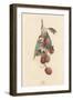 A Cluster of Lychee Fruit - China-A Richard-Framed Art Print