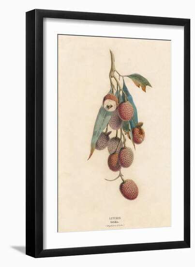 A Cluster of Lychee Fruit - China-A Richard-Framed Art Print