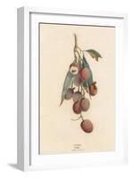 A Cluster of Lychee Fruit - China-A Richard-Framed Art Print