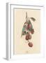 A Cluster of Lychee Fruit - China-A Richard-Framed Art Print