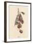 A Cluster of Lychee Fruit - China-A Richard-Framed Art Print