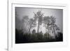 A Cluster of Trees-Wild Wonders of Europe-Framed Giclee Print