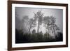 A Cluster of Trees-Wild Wonders of Europe-Framed Giclee Print