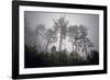 A Cluster of Trees-Wild Wonders of Europe-Framed Giclee Print