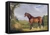 A Clydesdale Stallion, 1820-John Frederick Herring I-Framed Stretched Canvas