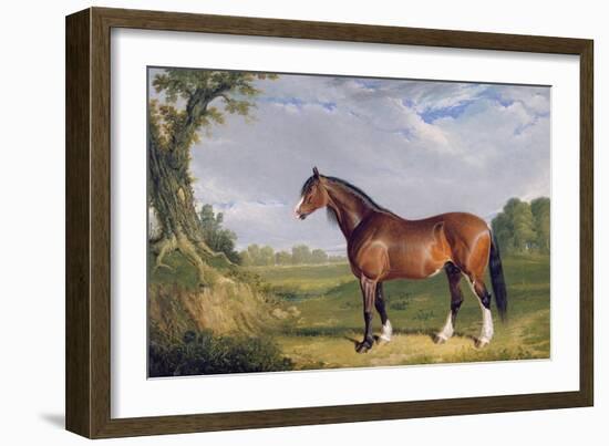 A Clydesdale Stallion, 1820-John Frederick Herring I-Framed Giclee Print