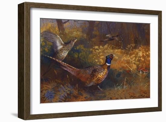 A Cock and Hen Pheasant at the Edge of a Wood, 1897-Archibald Thorburn-Framed Giclee Print