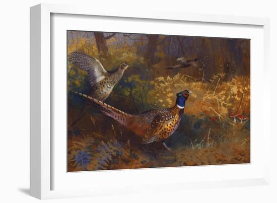 A Cock and Hen Pheasant at the Edge of a Wood, 1897-Archibald Thorburn-Framed Giclee Print