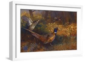 A Cock and Hen Pheasant at the Edge of a Wood, 1897-Archibald Thorburn-Framed Giclee Print