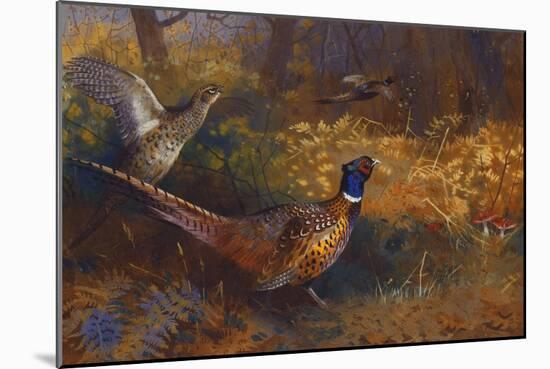 A Cock and Hen Pheasant at the Edge of a Wood, 1897-Archibald Thorburn-Mounted Giclee Print