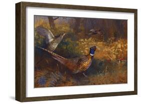 A Cock and Hen Pheasant at the Edge of a Wood-Archibald Thorburn-Framed Giclee Print