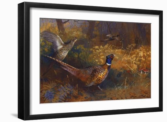 A Cock and Hen Pheasant at the Edge of a Wood-Archibald Thorburn-Framed Giclee Print