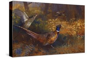 A Cock and Hen Pheasant at the Edge of a Wood-Archibald Thorburn-Stretched Canvas