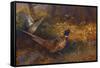 A Cock and Hen Pheasant at the Edge of a Wood-Archibald Thorburn-Framed Stretched Canvas