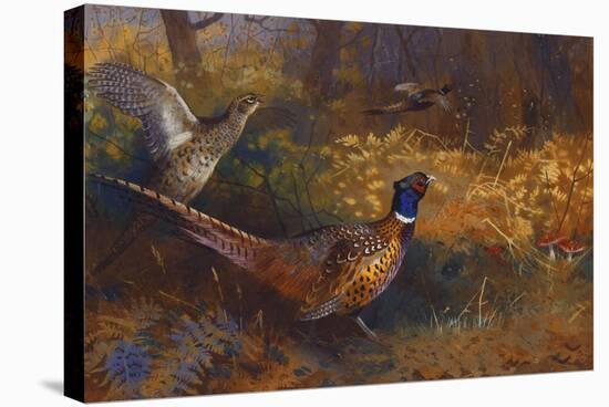 A Cock and Hen Pheasant at the Edge of a Wood-Archibald Thorburn-Stretched Canvas