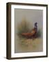 A Cock Pheasant-Archibald Thorburn-Framed Giclee Print