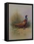 A Cock Pheasant-Archibald Thorburn-Framed Stretched Canvas