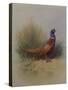 A Cock Pheasant-Archibald Thorburn-Stretched Canvas