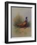 A Cock Pheasant-Archibald Thorburn-Framed Giclee Print