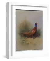 A Cock Pheasant-Archibald Thorburn-Framed Giclee Print