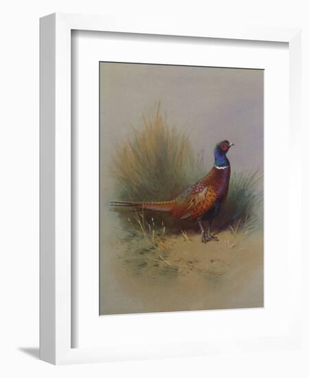 A Cock Pheasant-Archibald Thorburn-Framed Giclee Print