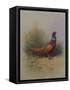 A Cock Pheasant-Archibald Thorburn-Framed Stretched Canvas