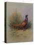 A Cock Pheasant-Archibald Thorburn-Stretched Canvas