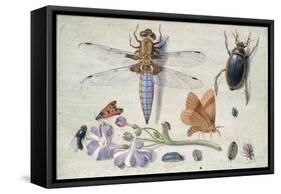 A Cockchafer, Beetle, Woodlice and Other Insects, with a Sprig of Auricula, Early 1650S-Jan van Kessel-Framed Stretched Canvas