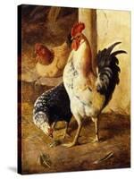 A Cockerel and Chickens in a Farmyard-Federico Jimenez Fernandez-Stretched Canvas