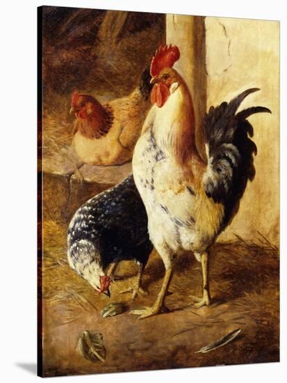 A Cockerel and Chickens in a Farmyard-Federico Jimenez Fernandez-Stretched Canvas