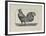 A Cockerel.-Thomas Bewick-Framed Giclee Print