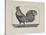 A Cockerel.-Thomas Bewick-Stretched Canvas