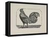 A Cockerel.-Thomas Bewick-Framed Stretched Canvas