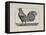 A Cockerel.-Thomas Bewick-Framed Stretched Canvas