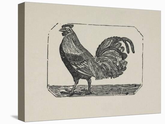 A Cockerel.-Thomas Bewick-Stretched Canvas