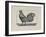 A Cockerel.-Thomas Bewick-Framed Giclee Print