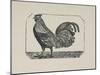 A Cockerel.-Thomas Bewick-Mounted Giclee Print