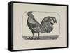 A Cockerel.-Thomas Bewick-Framed Stretched Canvas