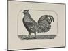 A Cockerel.-Thomas Bewick-Mounted Premium Giclee Print
