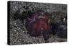 A Coconut Octopus Crawls across the Sandy Seafloor-Stocktrek Images-Stretched Canvas