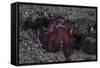 A Coconut Octopus Crawls across the Sandy Seafloor-Stocktrek Images-Framed Stretched Canvas