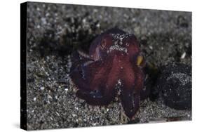 A Coconut Octopus Crawls across the Sandy Seafloor-Stocktrek Images-Stretched Canvas
