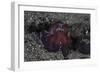 A Coconut Octopus Crawls across the Sandy Seafloor-Stocktrek Images-Framed Photographic Print